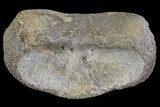 Hadrosaur (Duck-Billed Dinosaur) Toe Bone - Montana #66470-1